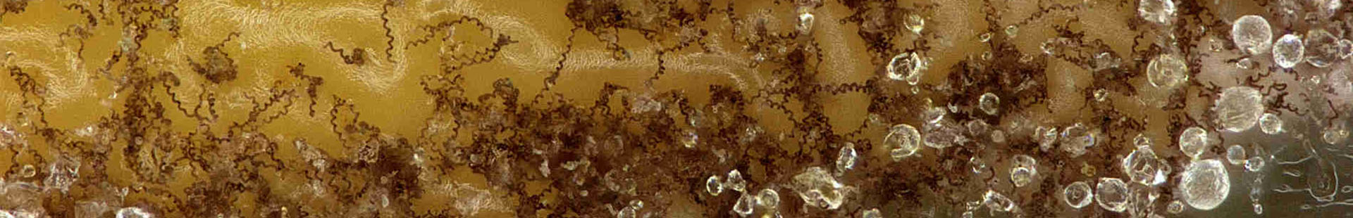 Sarcopodium cf_circinatum CMV008A7 112X.jpg